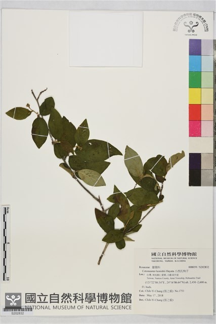 小西氏栒子藏品圖，第1張