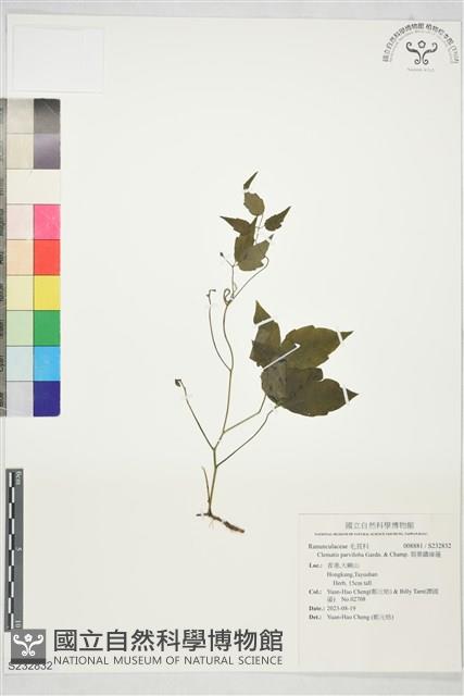 裂葉鐵線蓮藏品圖，第1張