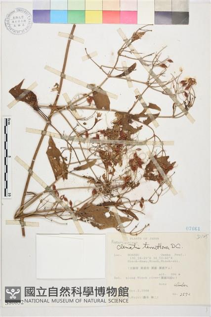 圓錐鐵線蓮藏品圖，第1張