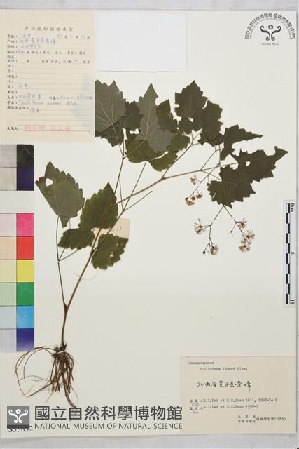 大葉唐松草藏品圖，第1張