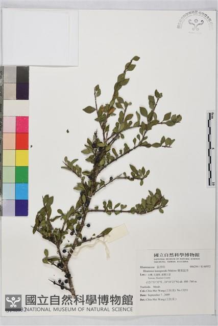 變葉鼠李藏品圖，第1張