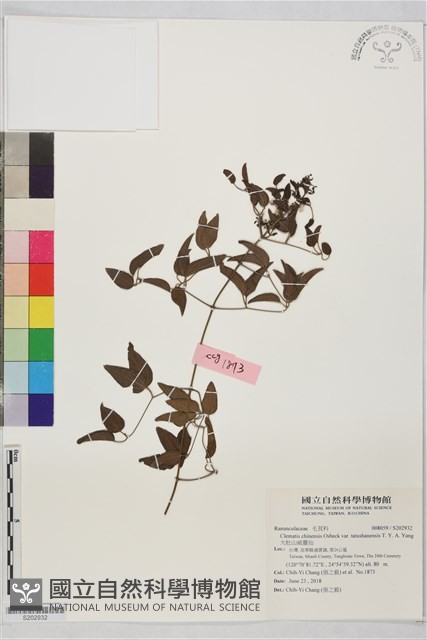大肚山威靈仙藏品圖，第1張