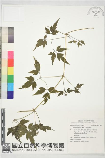 小葉鐵線蓮藏品圖，第1張