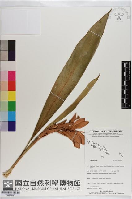 登錄號:S200932藏品圖，第1張