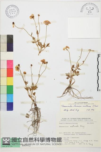 蓬萊毛茛藏品圖，第1張