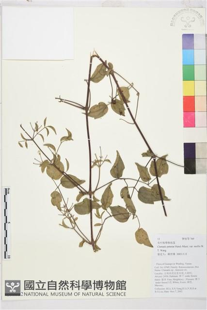 毛葉鈍萼鐵線蓮藏品圖，第1張