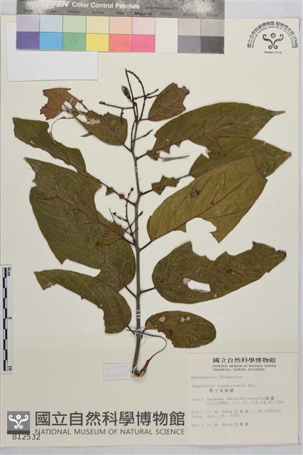 巒大雀梅藤藏品圖，第2張