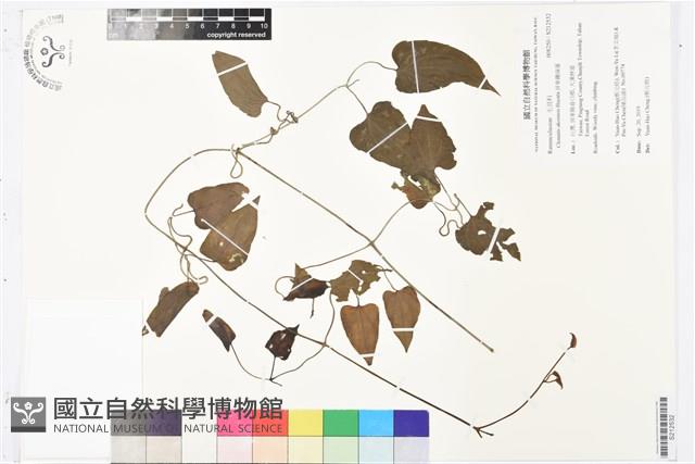 屏東鐵線蓮藏品圖，第1張
