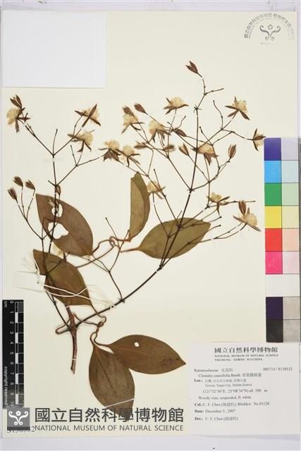 厚葉鐵線蓮藏品圖，第1張