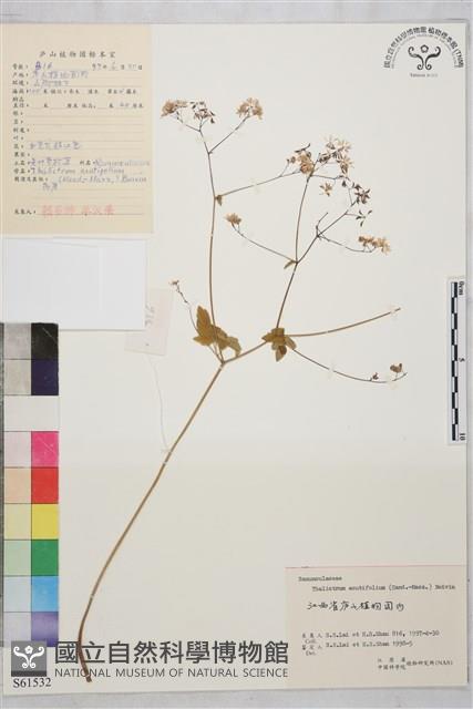 尖葉唐松草藏品圖，第1張