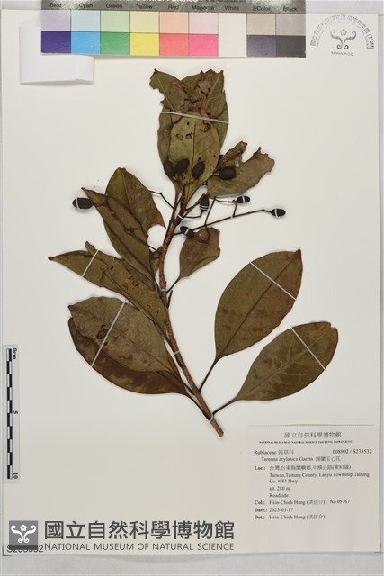 錫蘭玉心花藏品圖，第1張