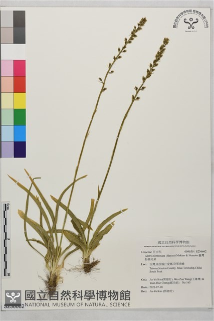 臺灣粉條兒菜藏品圖，第1張