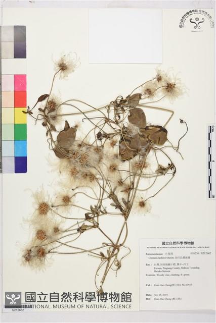 田代氏鐵線蓮藏品圖，第1張