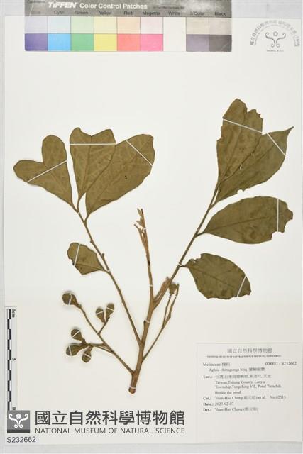 蘭嶼樹蘭藏品圖，第1張