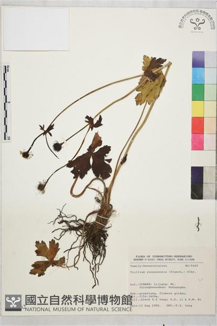 雲南金蓮花藏品圖，第1張