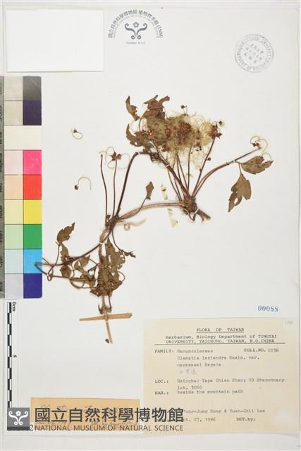 繡球藤藏品圖，第1張