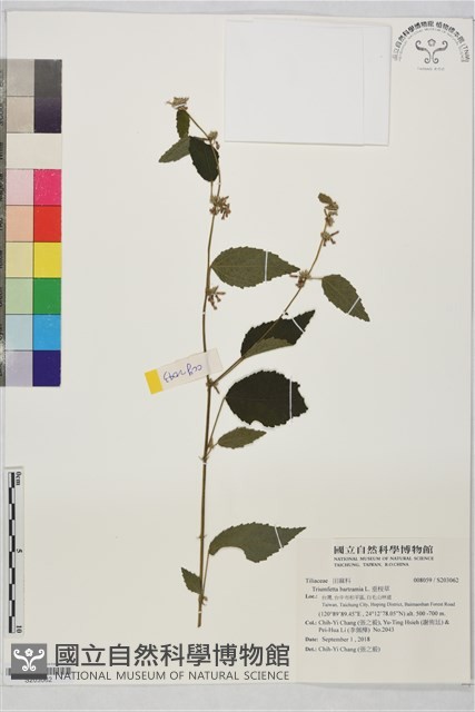 垂桉草藏品圖，第1張