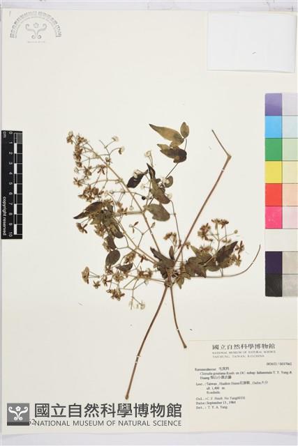 梨山小蓑衣藤藏品圖，第2張