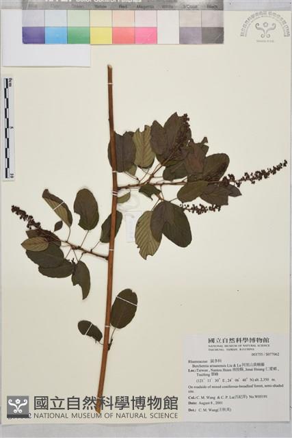 阿里山黃鱔藤藏品圖，第1張