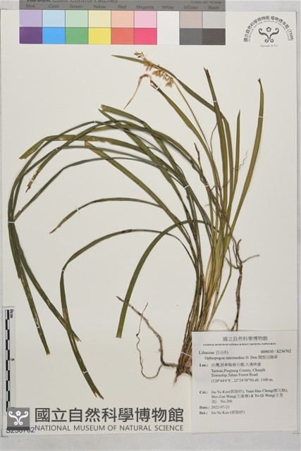 間型沿階草藏品圖，第1張