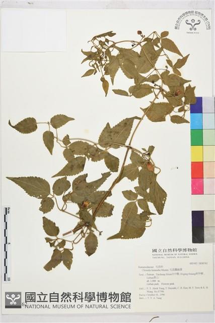 小木通藏品圖，第2張