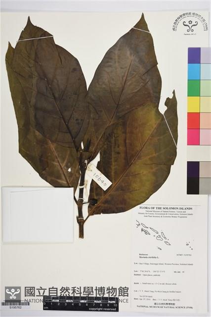 檄樹、諾麗果藏品圖，第1張