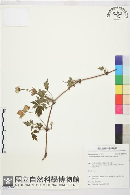 繡球藤藏品圖，第1張