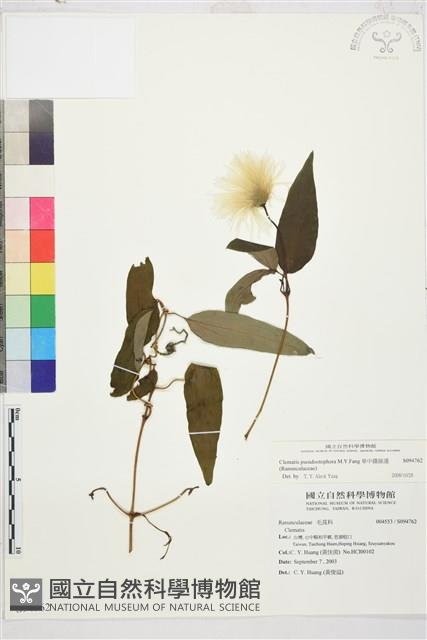 華中鐵線蓮藏品圖，第2張