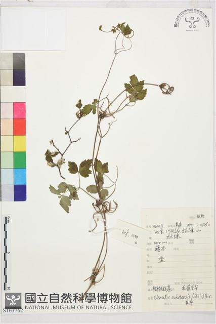 半鐘鐵線蓮藏品圖，第1張