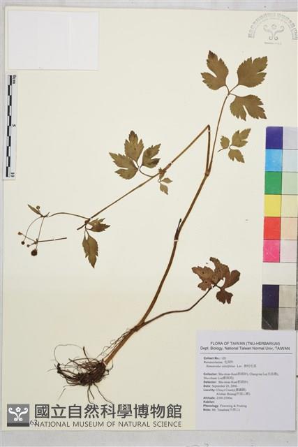 鉤柱毛茛藏品圖，第1張