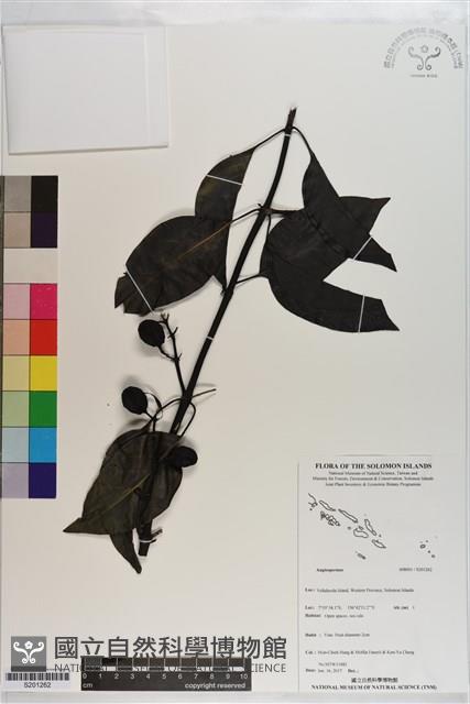 登錄號:S201262藏品圖，第1張