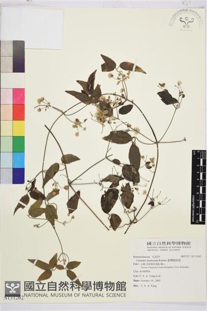 臺灣鐵線蓮藏品圖，第2張