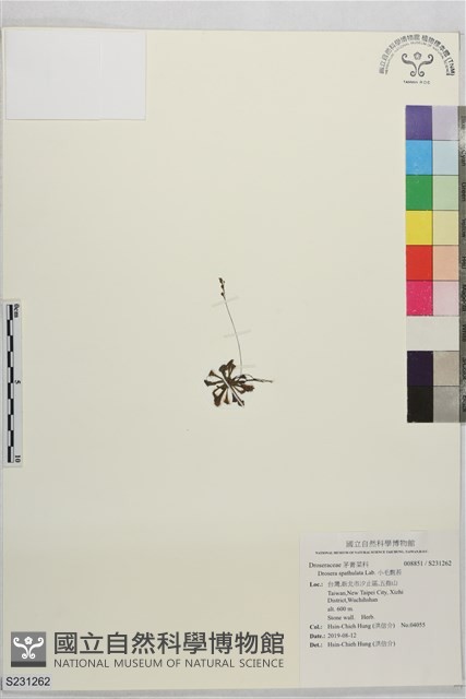 小毛氈苔藏品圖，第1張