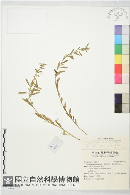 無柄花瓜子金、白花遠志藏品圖，第1張