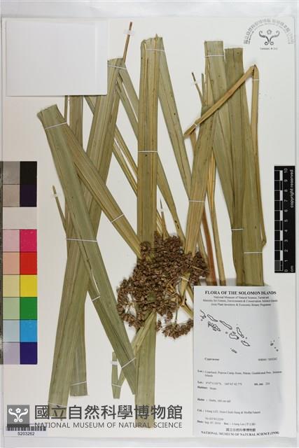 登錄號:S203262藏品圖，第1張