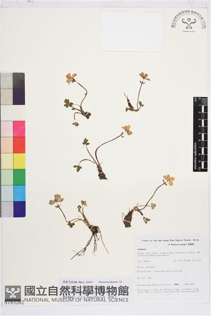 福貢銀蓮花藏品圖，第1張