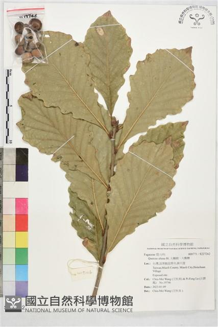 大槲樹、大槲櫟藏品圖，第1張