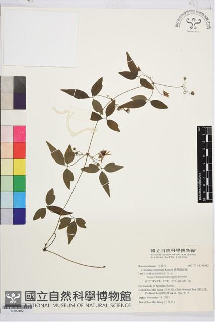 臺灣鐵線蓮藏品圖，第1張