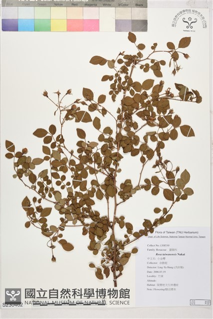 小金櫻、太魯閣薔薇藏品圖，第1張