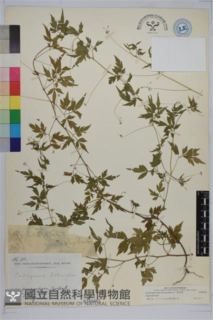 倒地鈴藏品圖，第1張