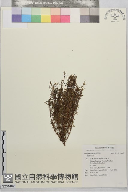 闊柱柳葉菜藏品圖，第1張