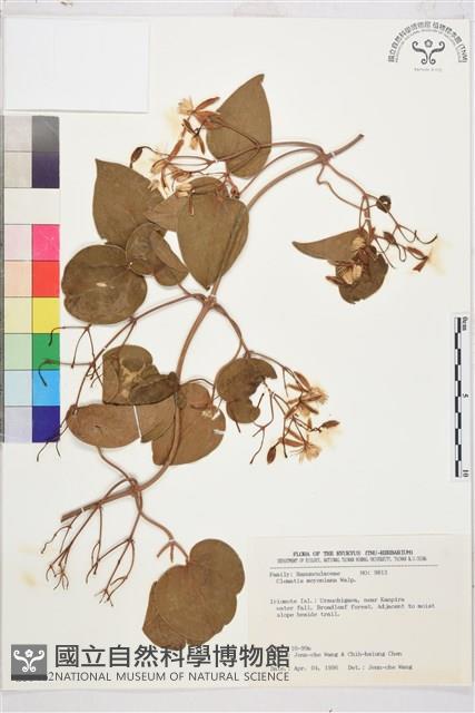 麥氏鐵線蓮藏品圖，第2張