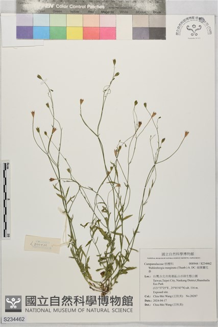 細葉蘭花參藏品圖，第1張
