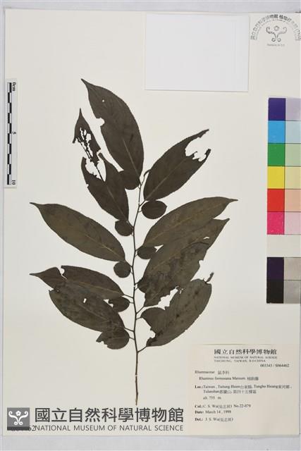 桶鉤藤藏品圖，第1張