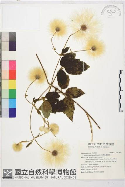 銹毛鐵線蓮藏品圖，第1張