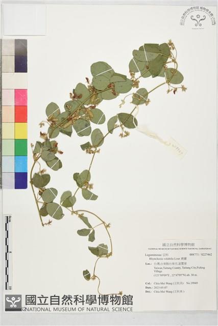 鹿藿藏品圖，第1張