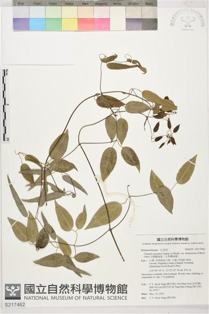 沖繩鐵線蓮（毛果鐵線蓮）藏品圖，第1張