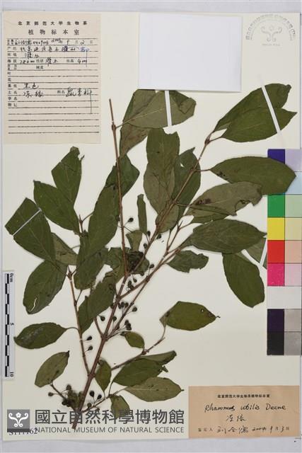 凍綠藏品圖，第1張