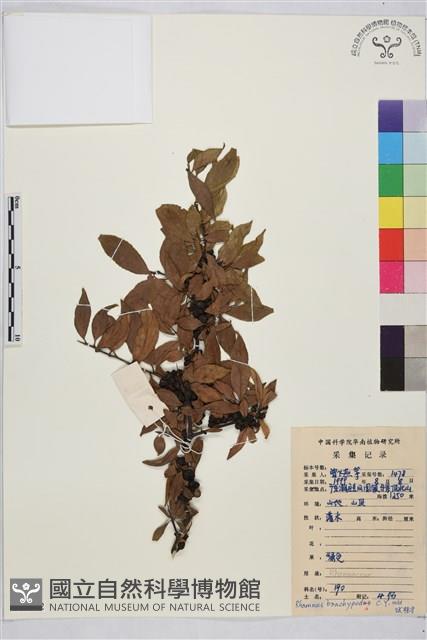 山綠柴藏品圖，第1張