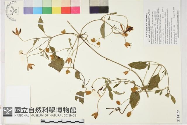 田代氏鐵線蓮藏品圖，第1張